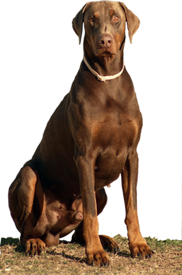 valleygem dobermanns